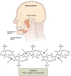 Salivary glands and starch breakdown