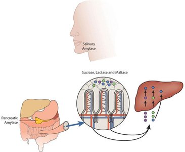 Carbohydrate digestion and absorption