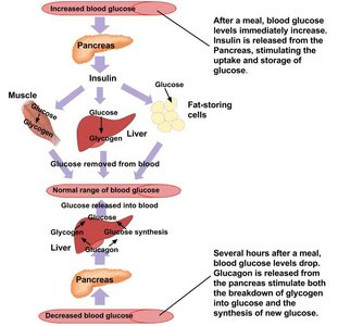 Regulation of blood glucose by insulin and glucagon
