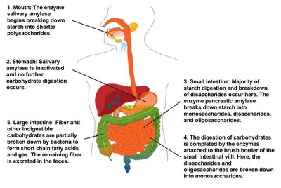 Overview of carbohydrate digestion in the digestive tract