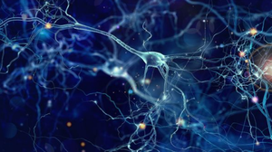 Neural network illustration, relevant to lipid function in nerve transmission