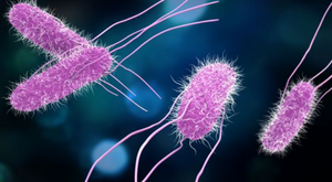 Microscopic image of Salmonella bacteria