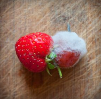 Strawberry with visible mold growth