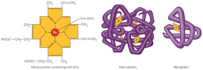 Structure of heme, hemoglobin, and myoglobin