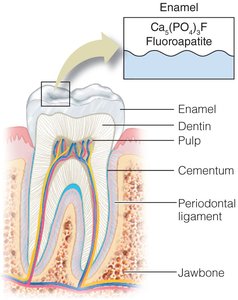 Tooth structure and role of fluoride in enamel