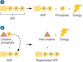ATP and creatine phosphate energy systems