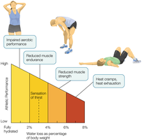 Effects of dehydration on exercise performance