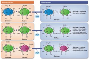 Formation of disaccharides from monosaccharides