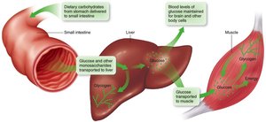 Carbohydrate digestion and absorption pathway