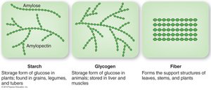 Structures of starch, glycogen, and fiber