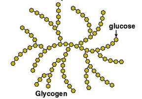 Glycogen structure and glucose release