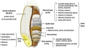 Structure of whole grain kernel