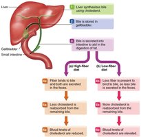 Soluble fiber and cholesterol excretion pathway