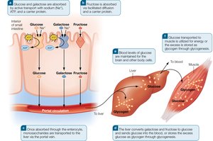 Absorption and storage of monosaccharides