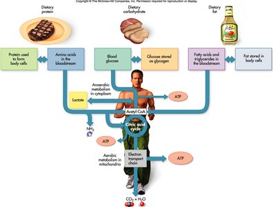 Overview of energy metabolism pathways from macronutrients to ATP