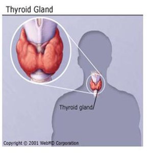 Thyroid gland location and structure