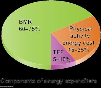 Pie chart of energy expenditure components