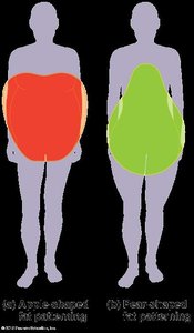 Apple vs. pear-shaped fat distribution