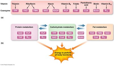 B-vitamins as coenzymes in energy metabolism