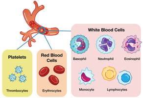 Diagram of blood cell types: platelets, red blood cells, and various white blood cells