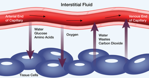 Diagram of capillary exchange showing movement of nutrients and wastes