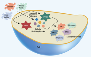 Diagram of metabolic pathways showing catabolism and anabolism