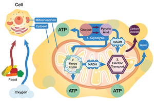 Diagram of catabolic metabolism stages: glycolysis, Krebs cycle, electron transport