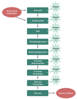 Diagram of gluconeogenesis pathway