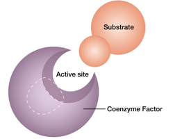 Diagram of coenzyme factor in enzyme active site