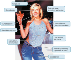 Effects of alcohol on various organs