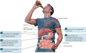 Alcohol absorption and metabolism in the body