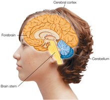 Brain regions affected by alcohol