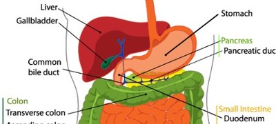 Diagram of the digestive system with labeled organs