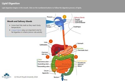 Lipid digestion in the mouth and salivary glands