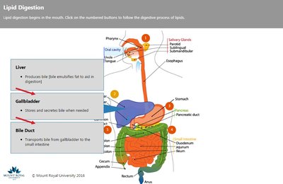 Liver, gallbladder, and bile duct in lipid digestion