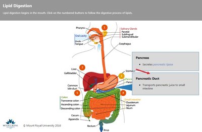Pancreas and pancreatic duct in lipid digestion