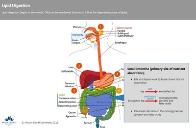 Lipid digestion in the small intestine