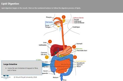 Lipid digestion in the large intestine