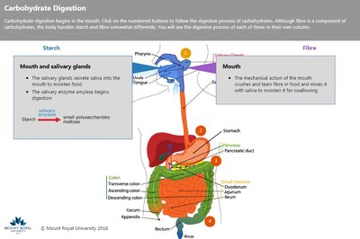Carbohydrate digestion in the mouth