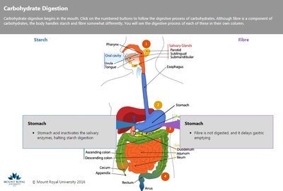 Carbohydrate digestion in the stomach