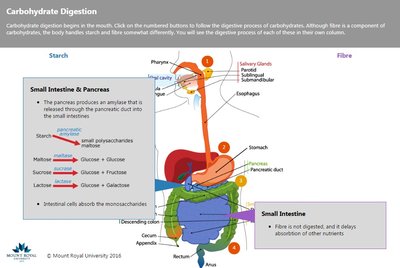 Carbohydrate digestion in the small intestine and pancreas