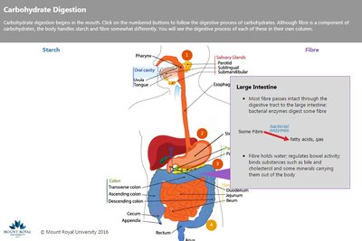 Carbohydrate digestion in the large intestine