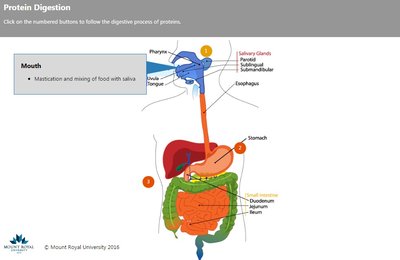 Protein digestion in the mouth