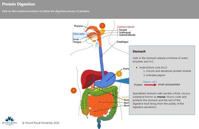 Protein digestion in the stomach
