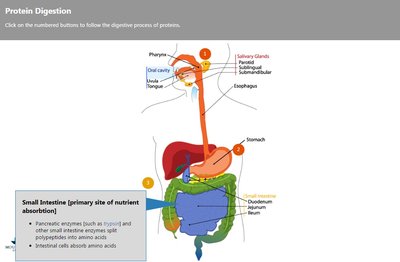Protein digestion in the small intestine