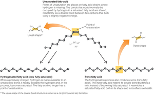 Diagram of hydrogenation and trans fat formation