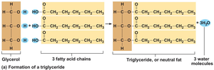 Formation of a triglyceride molecule