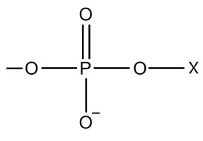 Phospholipid molecule structure