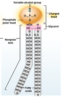 Phospholipid with hydrophilic head and hydrophobic tails