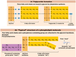 Comparison of triglyceride and phospholipid structure